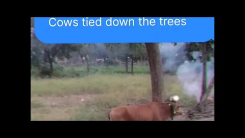 Caring of 🐄 cows in the extreme heat 🌙evening, #Shorts,#cows,#cowcare, #animal, #gowmatha,#viral