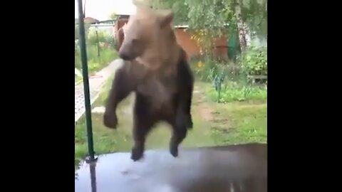 Funny Bear, taking a shower and inventing his own dance