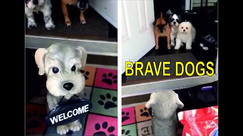 BRAVE DOGS :)