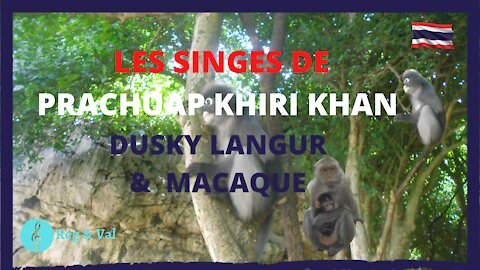 LES SINGES DE PRACHUAP : DUSKY LANGUR & MACAQUE [Thaïlande]