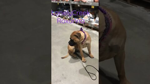 Training at Lowes #bullmastiff #bullmastiffpuppy #puppytraining