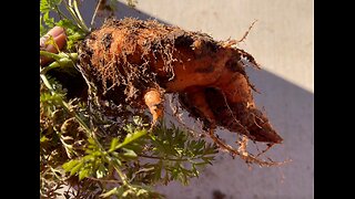 A Forgotten About Carrot Seed