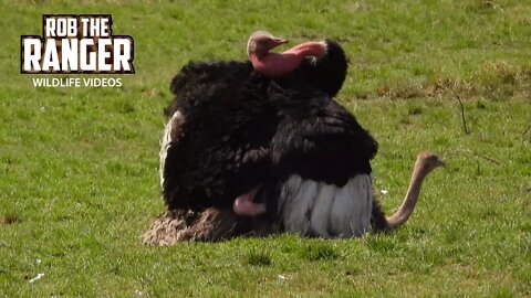 Ostrich Courtship Dance | Maasai Mara Safari | Zebra Plains