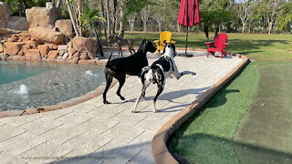 Happy Great Danes Go On A Tree Tour Of Their Florida Backyard