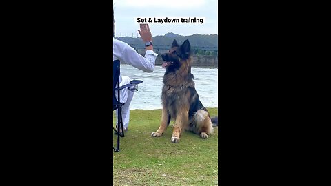 Dog Training