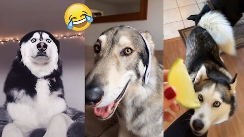 Pets Cute Funny Dog Husky new 2021
