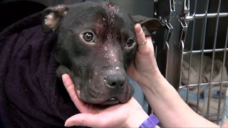 New bill aims to make animal abuse a federal crime