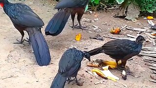 JACU E SEUS FILHOTES COM FOME EM BUSCA DE COMIDA