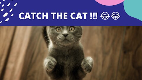 Catch the Cat | Try not to laugh... 😂😂😂