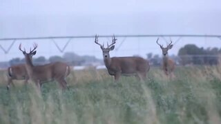 WHEN BIG BOYS RUN TOGETHER!! MONSTER WHITETAILS!