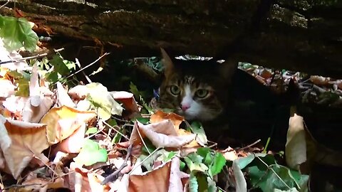 Cute Cat Hides under a Fallen Tree