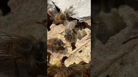 Just bees having a little drink of nectar. #beeremoval #honeybee #beekeeping