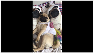 Camouflaged pug flawlessly blends in with pug pillows