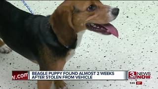 Lucky the stolen Beagle: Details on the dog's return