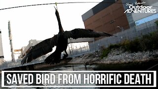 Rescuing bird from a slow horrible death