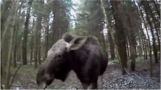 Emma the moose runs with rescuer through woods