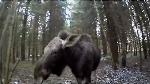 Emma the moose runs with rescuer through woods