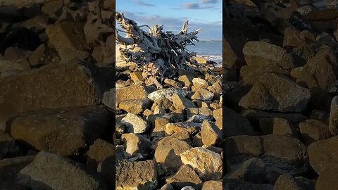 🏝️ Late Afternoon on Driftwood Beach 🏝️ 08 #shorts