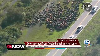Cows rescued from flooded ranch return home