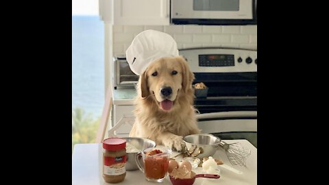 Golden Retriever Dogs Cooking Food for Pawrents On Furbo Dog Camera