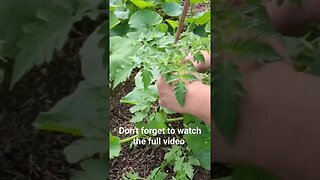 Pruning Tomatoes