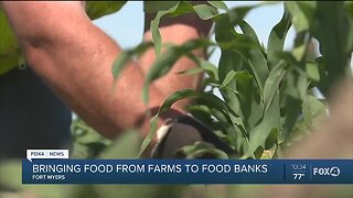 Local organizations working to bring fresh produce to food banks