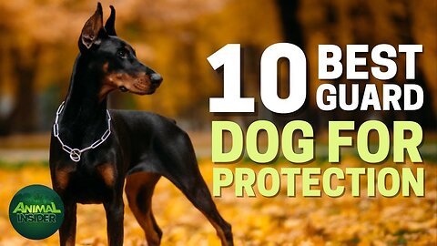 Top 10 Best Guard Dog Breeds to Protect Your Houseand Family