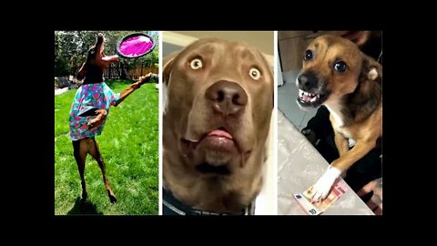 #Dogs #Funny #Puppies Best Compilation of Funny & Cute DOG Videos!