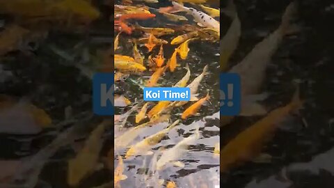 Stocking Our Pond with Awesome Koi #fishing #crappie #pond #ponds #koi #stock #fish #shorts #fyp