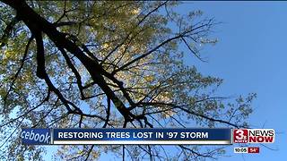20 yrs after blizzard, tree regrowth still happening