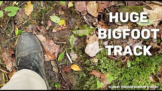 Huge Bigfoot Tracks In Gifting Area | TCC Research