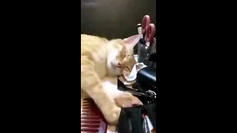 Funny videos of cute cats ..