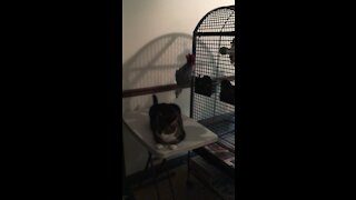 Cat Fight With African Grey