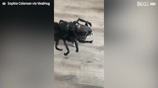 Old dog looks adorable in spider costume