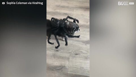 Old dog looks adorable in spider costume