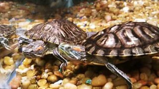 Epic turtle fight in slow motion