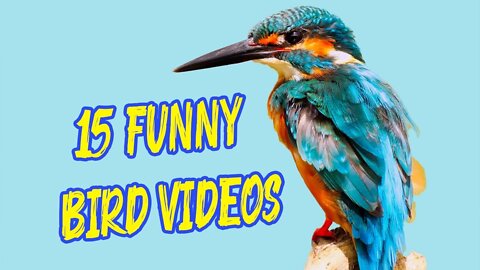 Top 15 Funny Bird Videos || Awesome Compilation