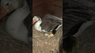 Goose helping goslings hatch