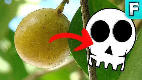 Looks like and APPLE but is DEADLY! | Fruits You've Never Heard Of | Manchineel