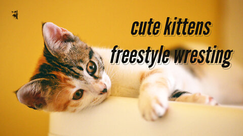 Cute Kittens Freestyle Wresting