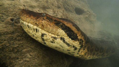 Diver records close encounter with a monster 23-foot anaconda