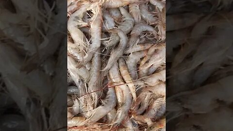 popular shrimp fish #shrimp #fish #fishcutting #shorts