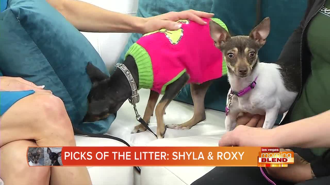 PICK OF THE LITTER: Shyla And Roxy
