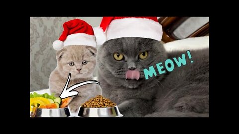 Funny cats videos and dogs to will lift ur mood | shaid khan