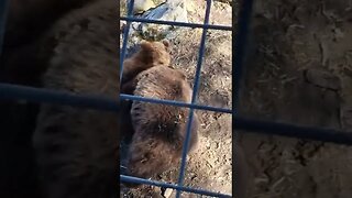 Cute brown bear fight 🥰 #shorts