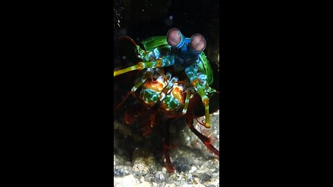 Peacock mantis shrimp