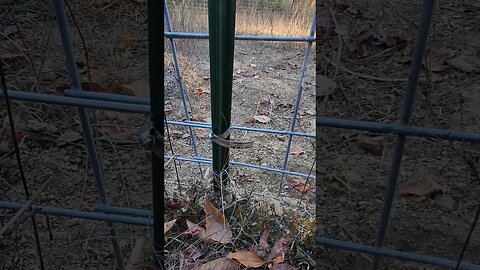 Pipe Clamp on T post #homestead #farmhack #fencing