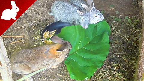 Feeding rabbits - Burdock root - Arctium lappa