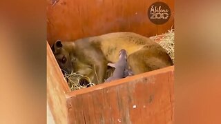 Fasso Pups Are Born at the Abilene Zoo