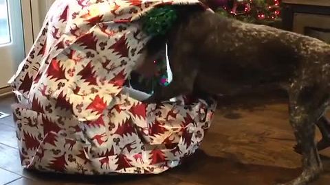German Shorthair Pointer receives special Christmas gift